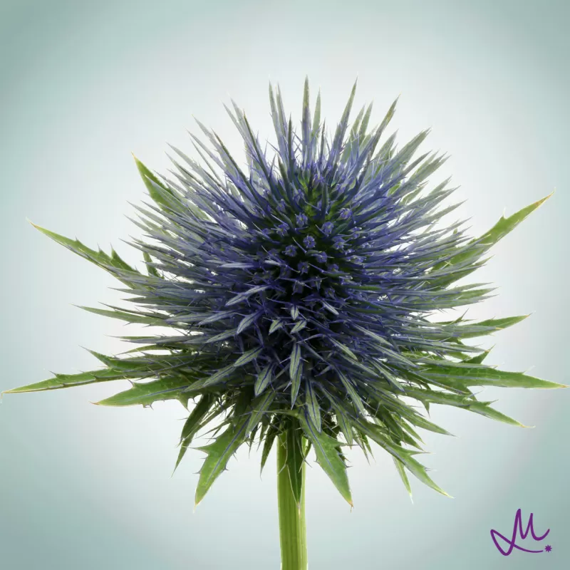 Alina Neacsa blogs about Eryngium Questar® Marginpar